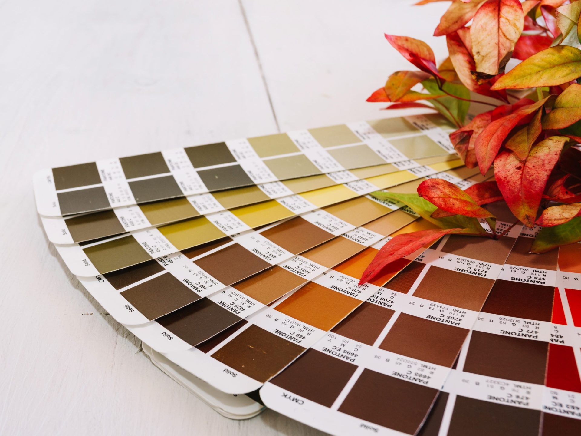 Exterior paint colour samples with a plant for home colour selection.
